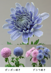 「青い菊」誕生